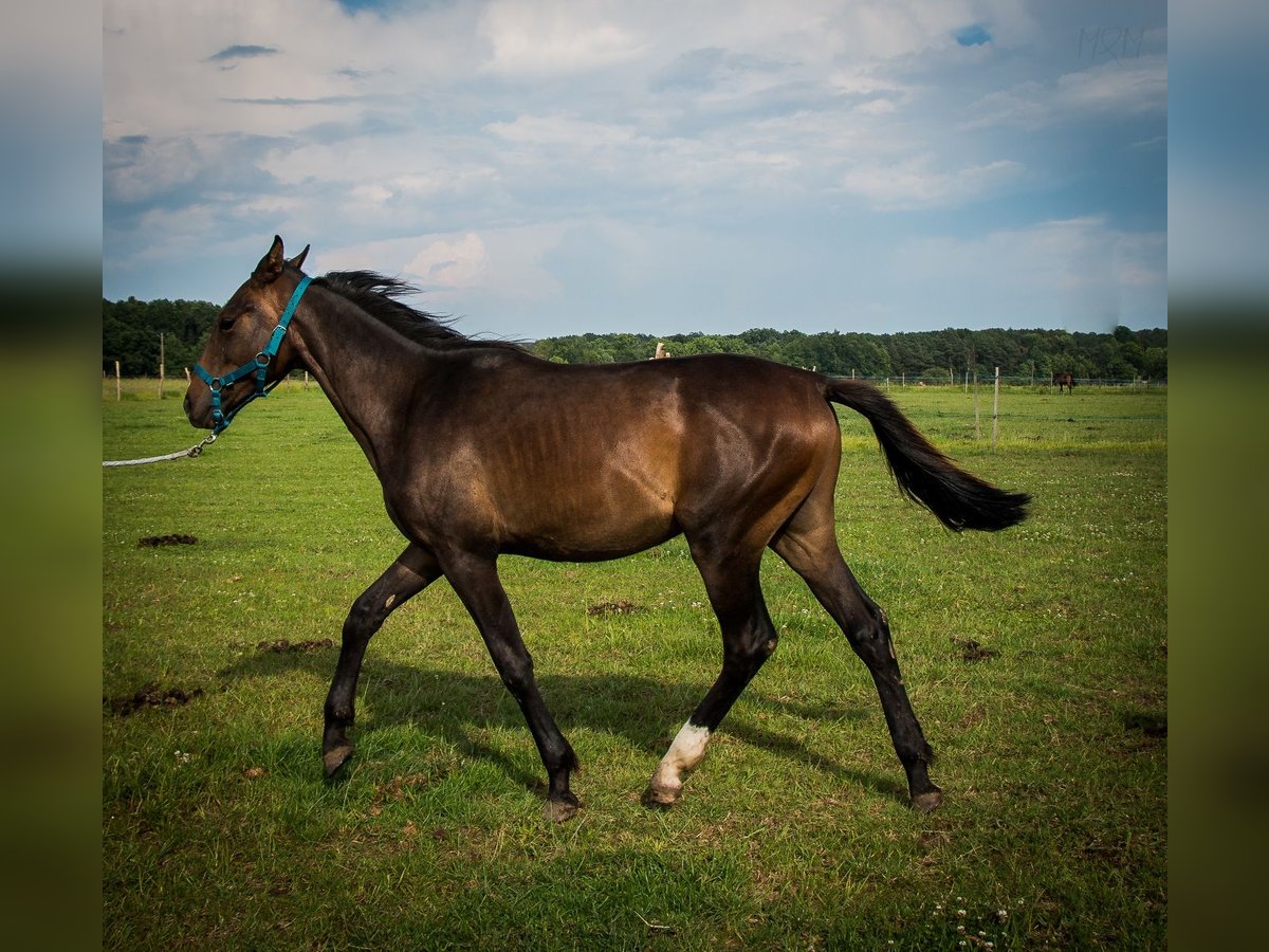 Polskt halvblod Hingst 1 år 165 cm Mörkbrun in Wichów