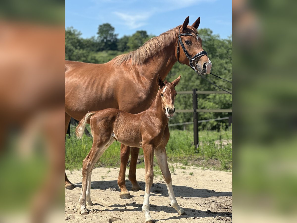 Polskt halvblod Hingst Föl (05/2024) 170 cm fux in Żołędowo