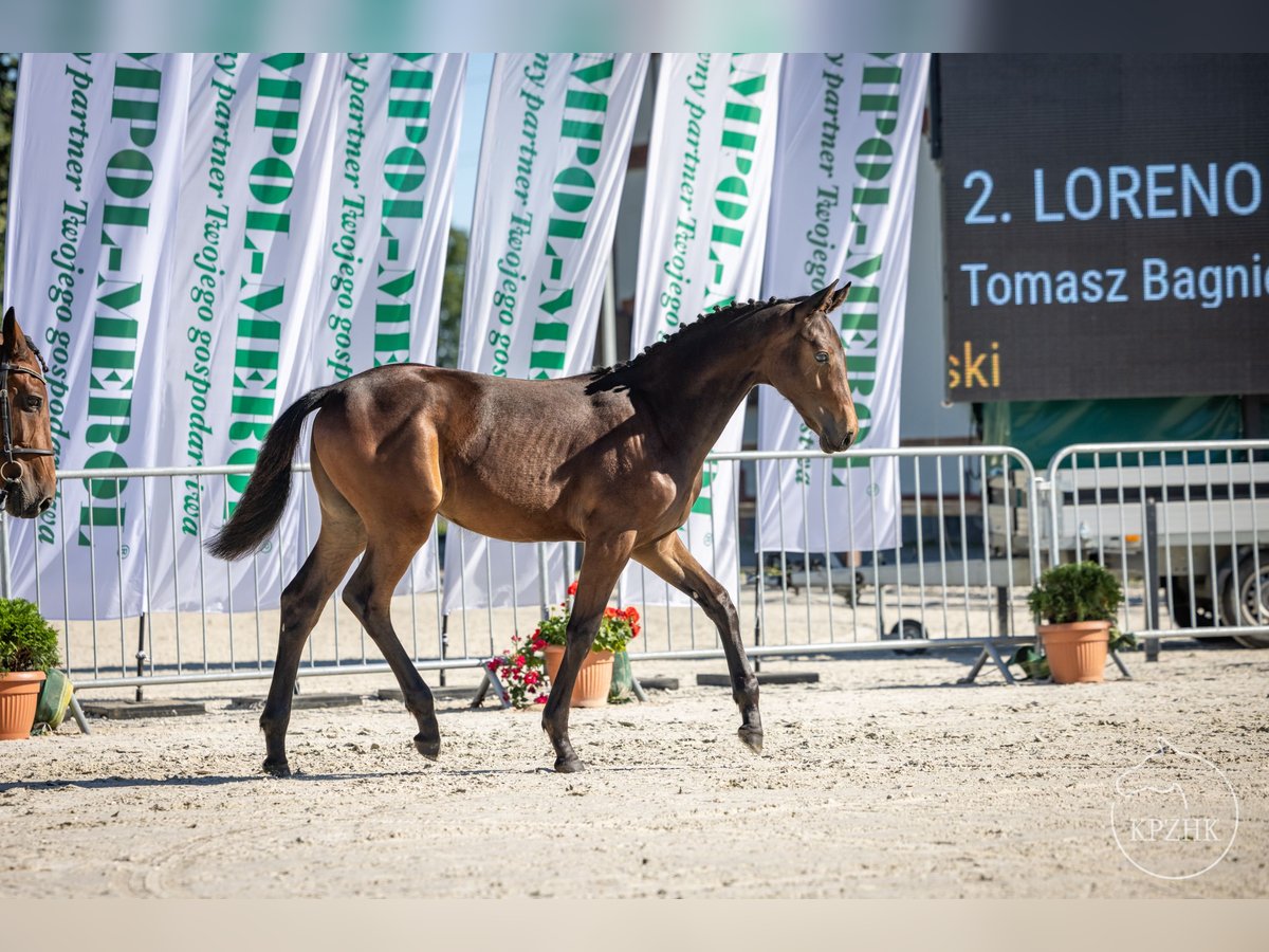 Polskt halvblod Blandning Hingst Föl (02/2024) Brun in Bydgoszcz