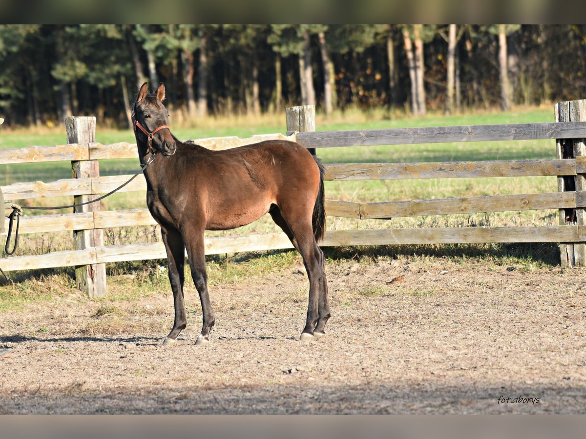 Polskt halvblod Hingst Föl (02/2024) Mörkbrun in Główne