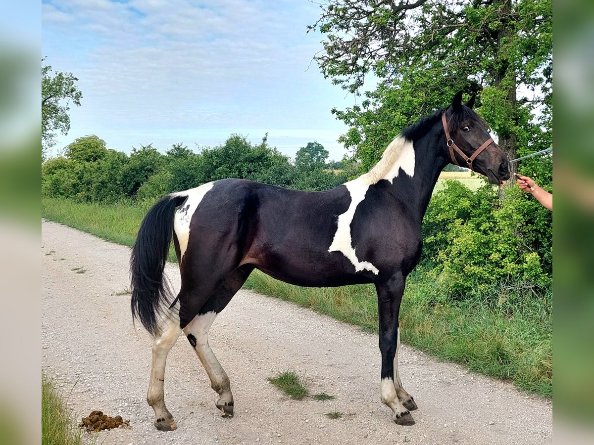 Polskt halvblod Sto 1 år 155 cm Pinto in Polen