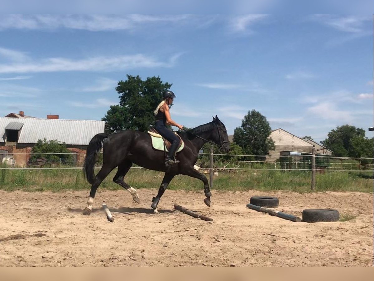 Polskt halvblod Sto 6 år 164 cm Svart in Władysławów