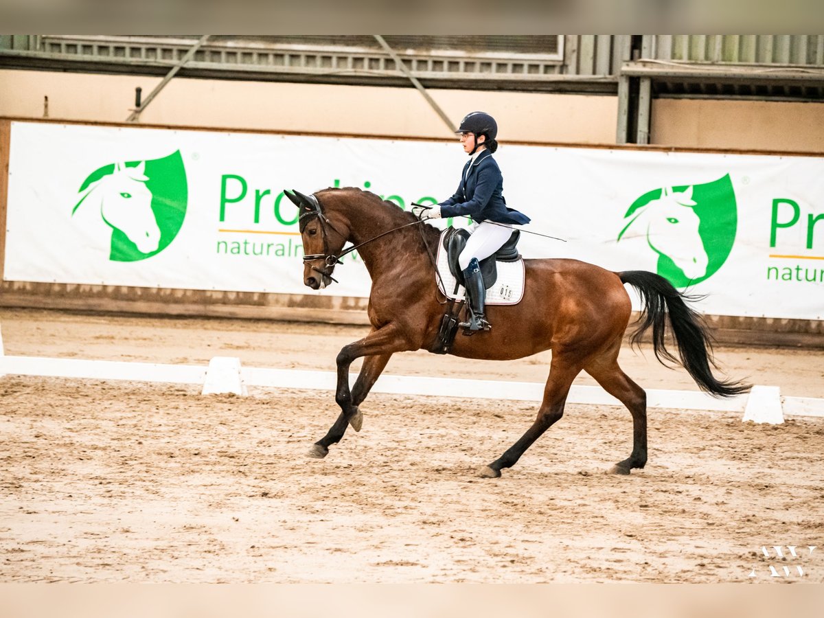 Polskt halvblod Sto 8 år 164 cm Brun in Dębno