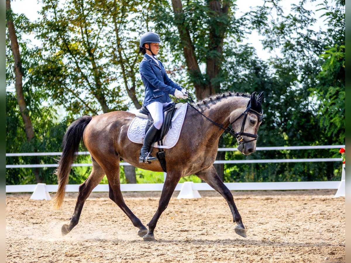 Polskt halvblod Valack 5 år 163 cm Grå in Piotrków Kujawski