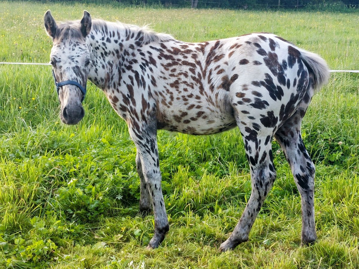 Polskt varmblod Blandning Sto Föl (04/2024) 160 cm Leopard-Piebald in Chelmno