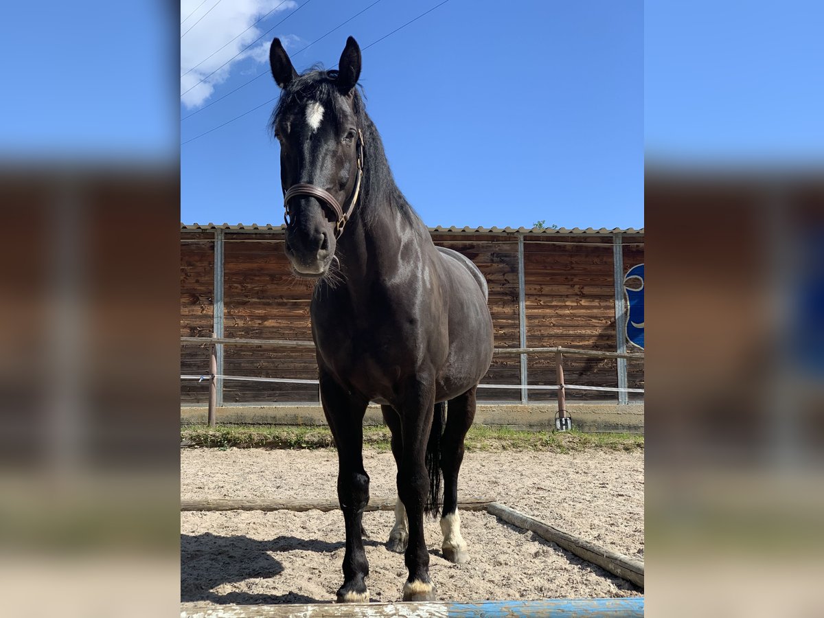 Polskt varmblod Valack 11 år 165 cm Svart in Wildberg