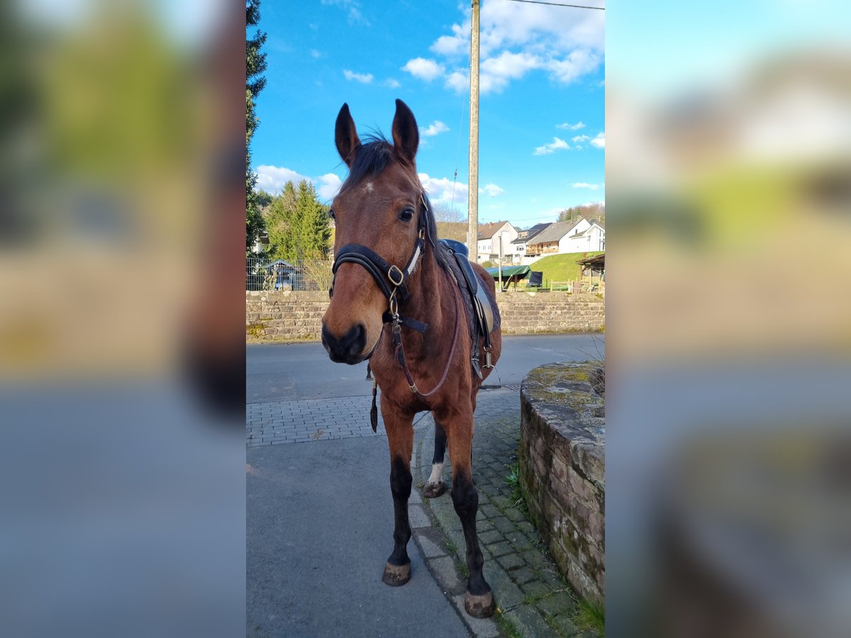 Polskt varmblod Valack 18 år 170 cm Brun in Neidenbach