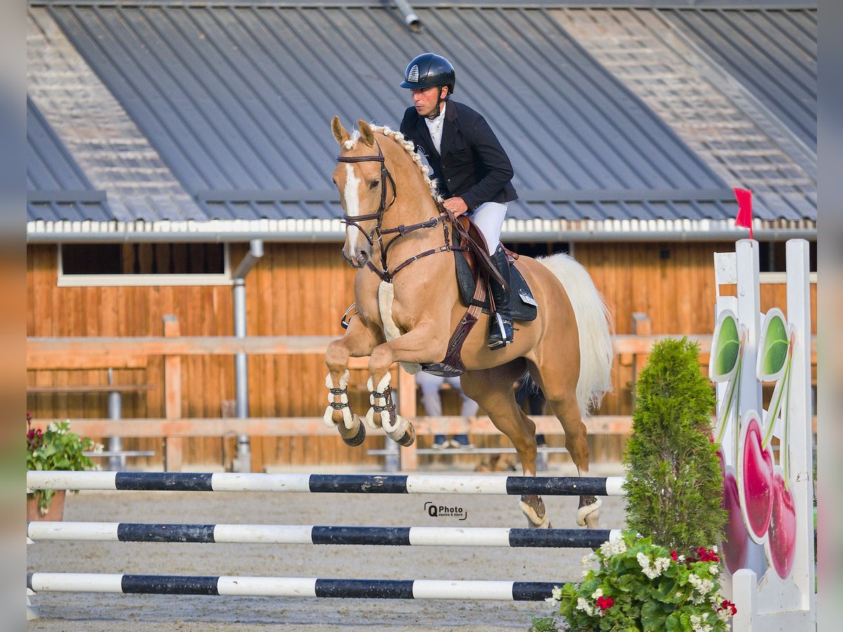 Polskt varmblod Valack 5 år 164 cm Palomino in Bucharest