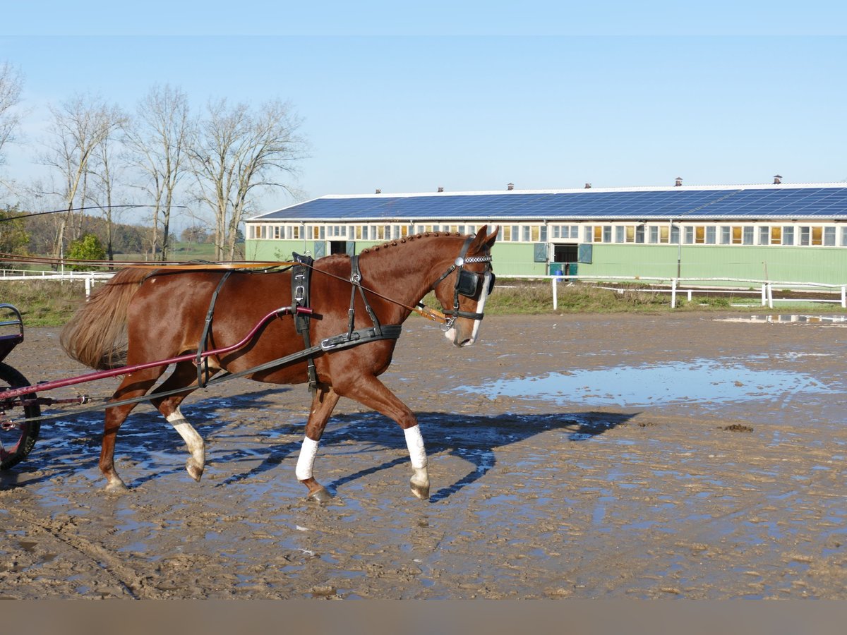 Polskt varmblod Valack 5 år 169 cm fux in Ganschow
