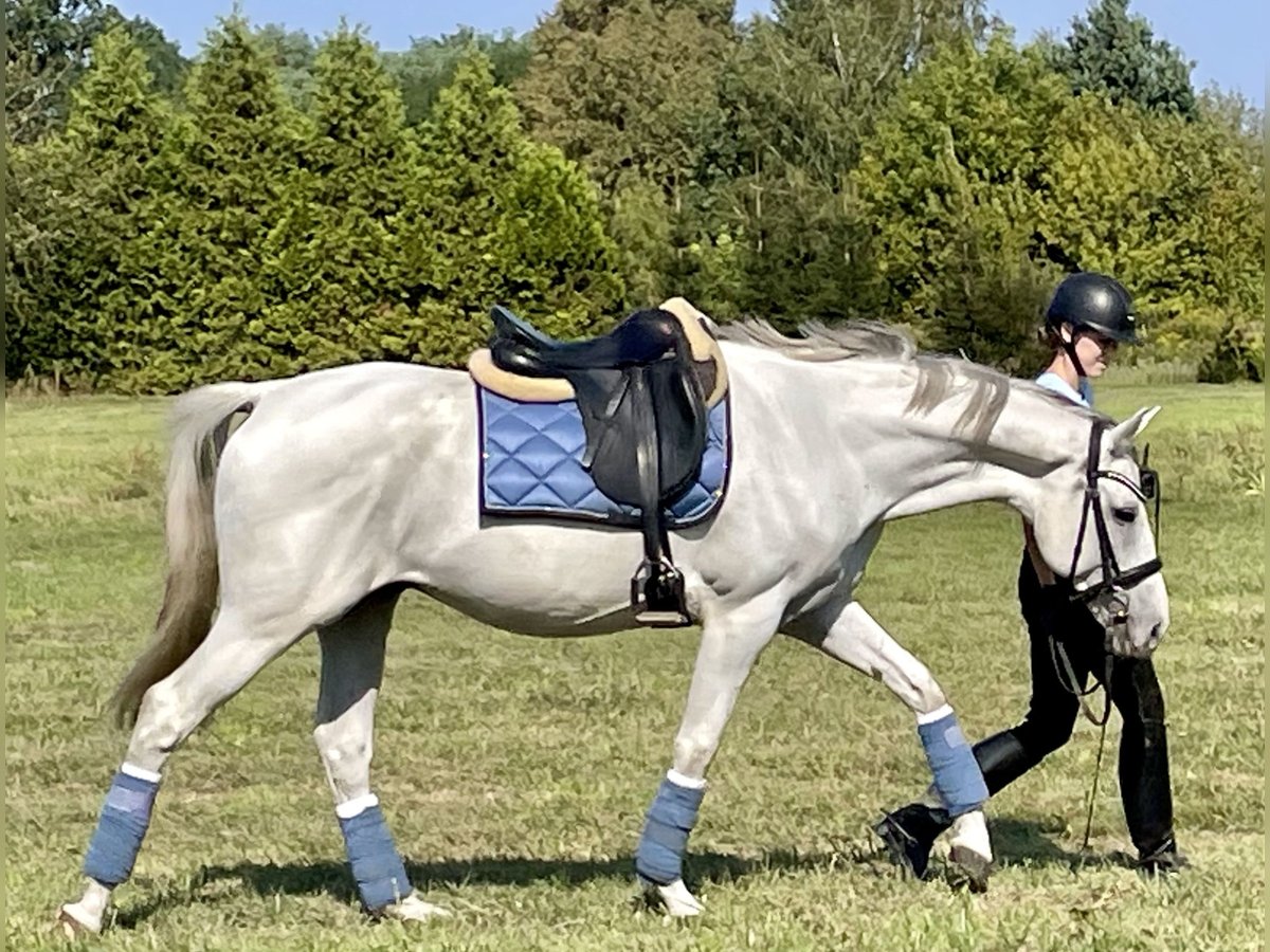 Polskt varmblod Valack 8 år 163 cm Grå in Opacz Kolonia