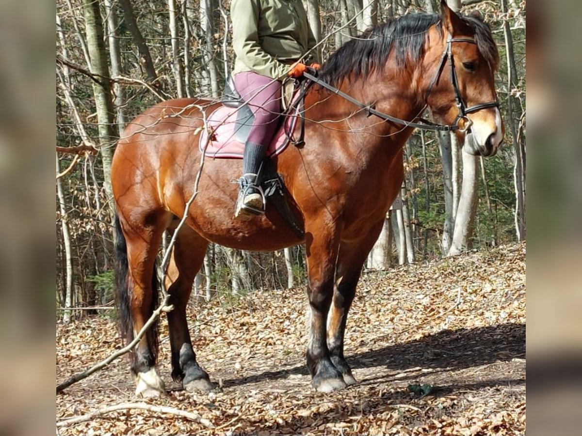 Południowoniemiecki koń zimnokrwisty Klacz 10 lat 165 cm Gniada in Inning am Ammersee