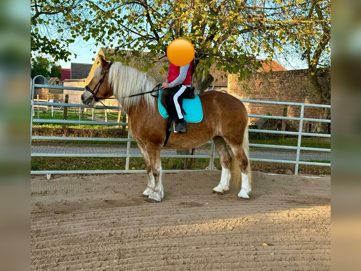 Południowoniemiecki koń zimnokrwisty Klacz 11 lat 158 cm Kasztanowata in Gleina