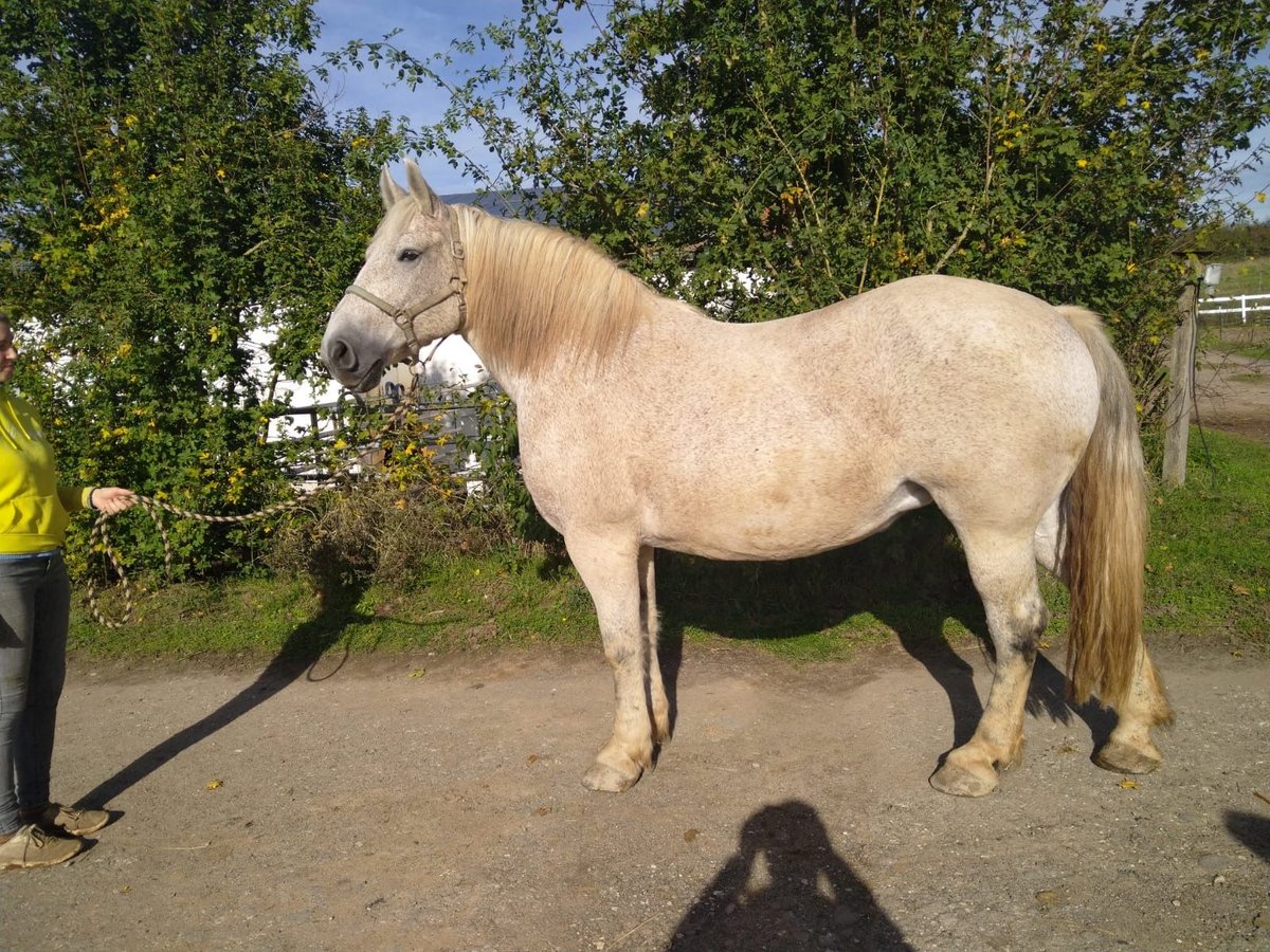 Południowoniemiecki koń zimnokrwisty Klacz 14 lat 166 cm Kasztanowatodereszowata in BurgebrachBurgebrach