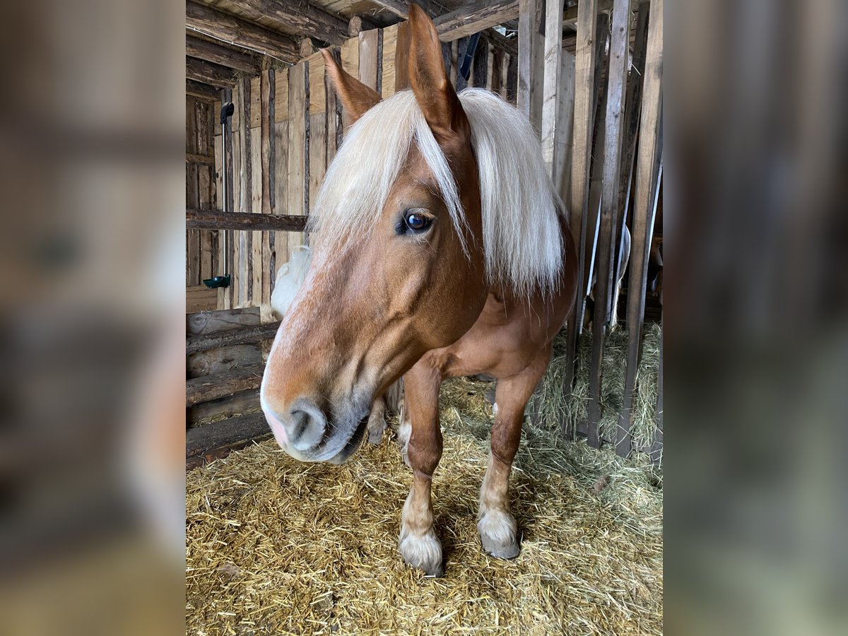 Południowoniemiecki koń zimnokrwisty Klacz 16 lat 165 cm Kasztanowata in Neuhaus am Rennweg