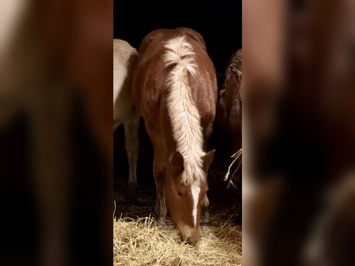 Południowoniemiecki koń zimnokrwisty Klacz 1 Rok Kasztanowata in Waakirchen