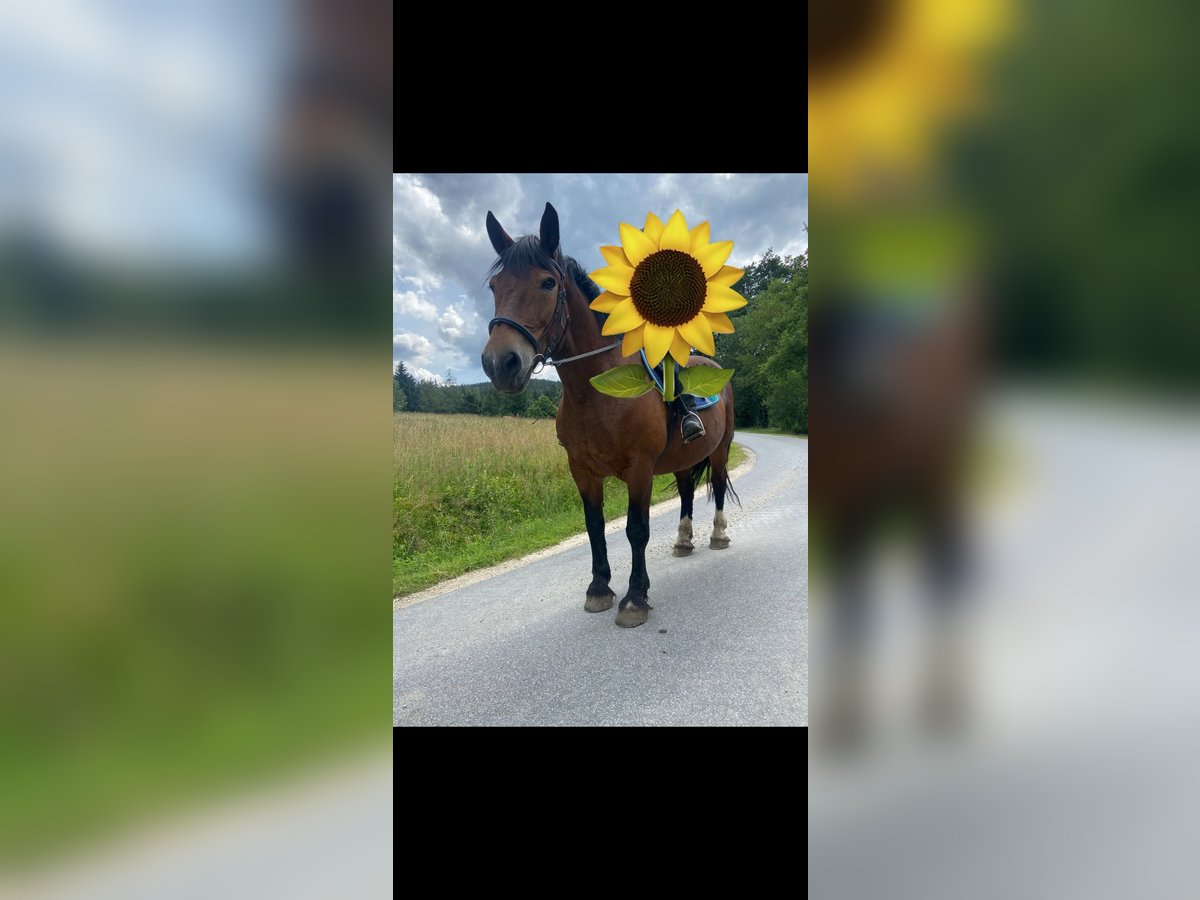 Południowoniemiecki koń zimnokrwisty Klacz 24 lat 170 cm Gniada in Lohberg