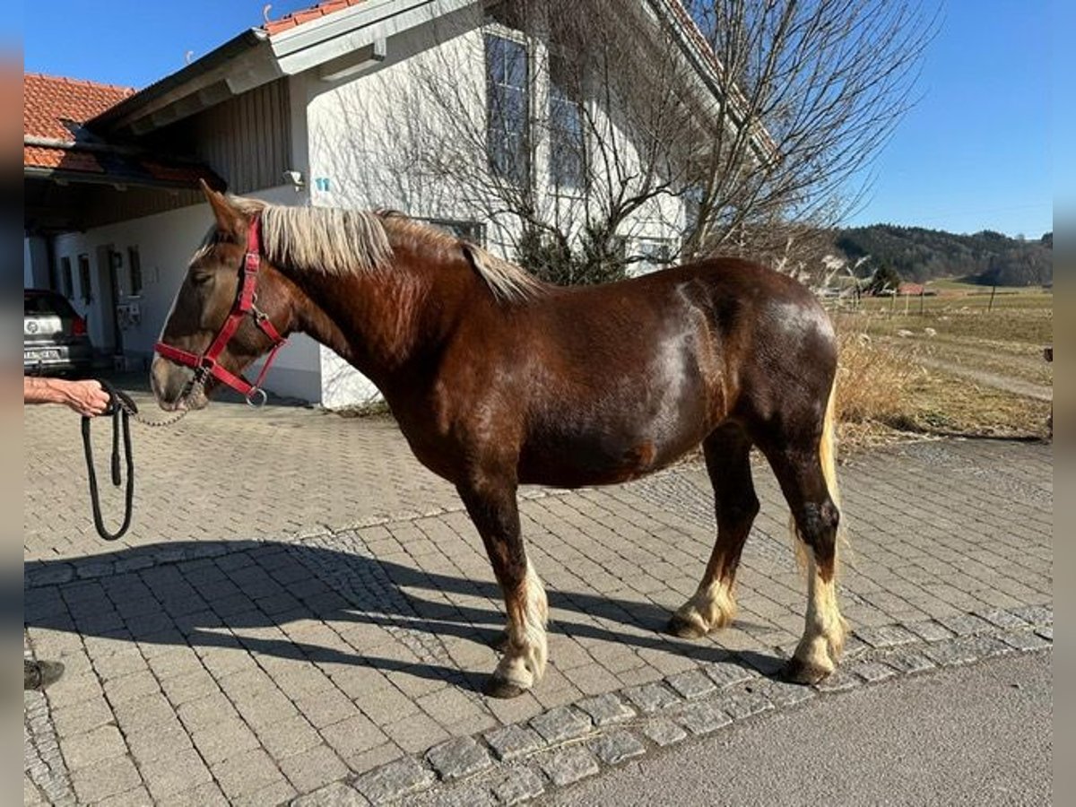 Południowoniemiecki koń zimnokrwisty Klacz 3 lat 160 cm Ciemnokasztanowata in Bidingen