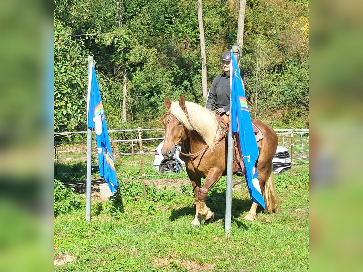 Południowoniemiecki koń zimnokrwisty Klacz 4 lat 160 cm Ciemnokasztanowata in Bayerbach