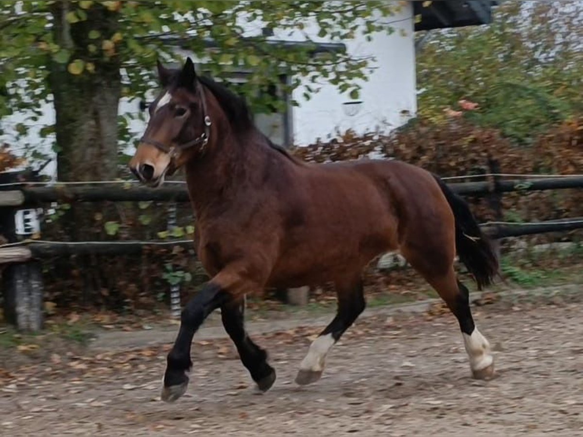 Południowoniemiecki koń zimnokrwisty Klacz 6 lat 165 cm Gniada in Nettersheim