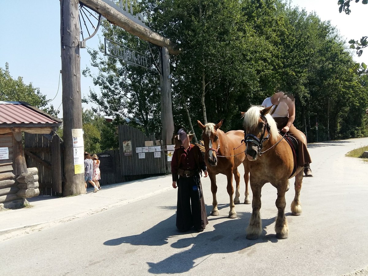 Południowoniemiecki koń zimnokrwisty Klacz 6 lat 175 cm Kasztanowata in Au in der Hallertau