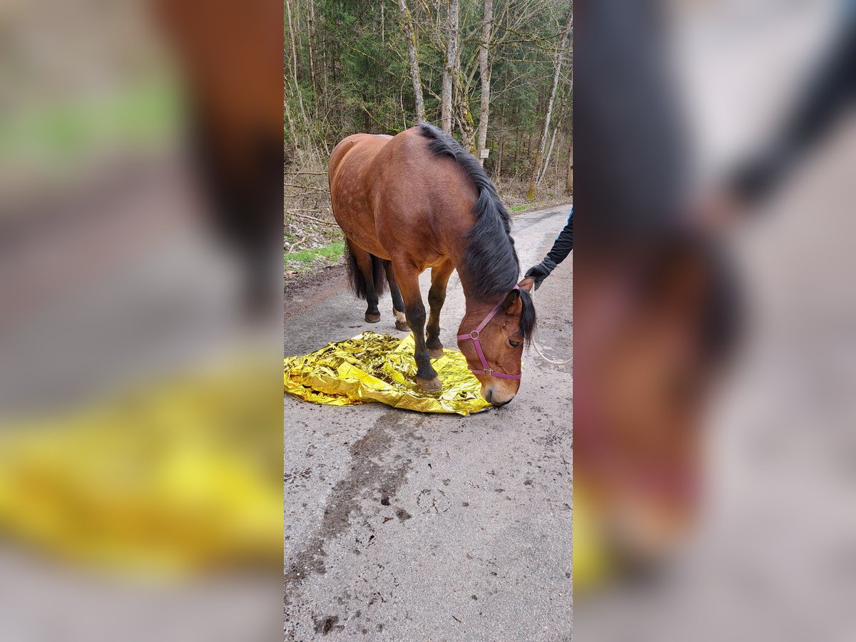 Południowoniemiecki koń zimnokrwisty Klacz 7 lat 160 cm Gniada in Burladingen