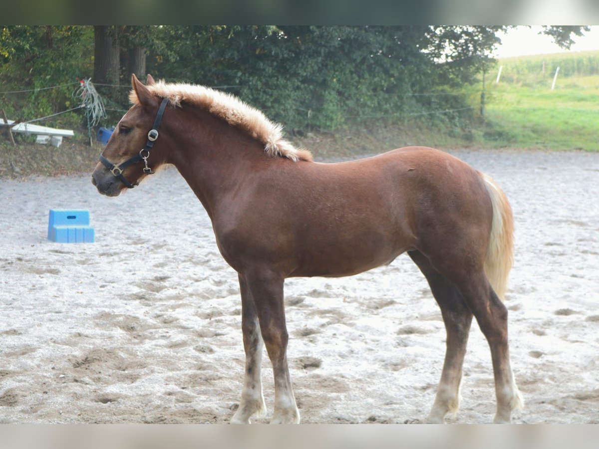 Południowoniemiecki koń zimnokrwisty Klacz Źrebak (05/2024) 165 cm Ciemnokasztanowata in Schwindegg