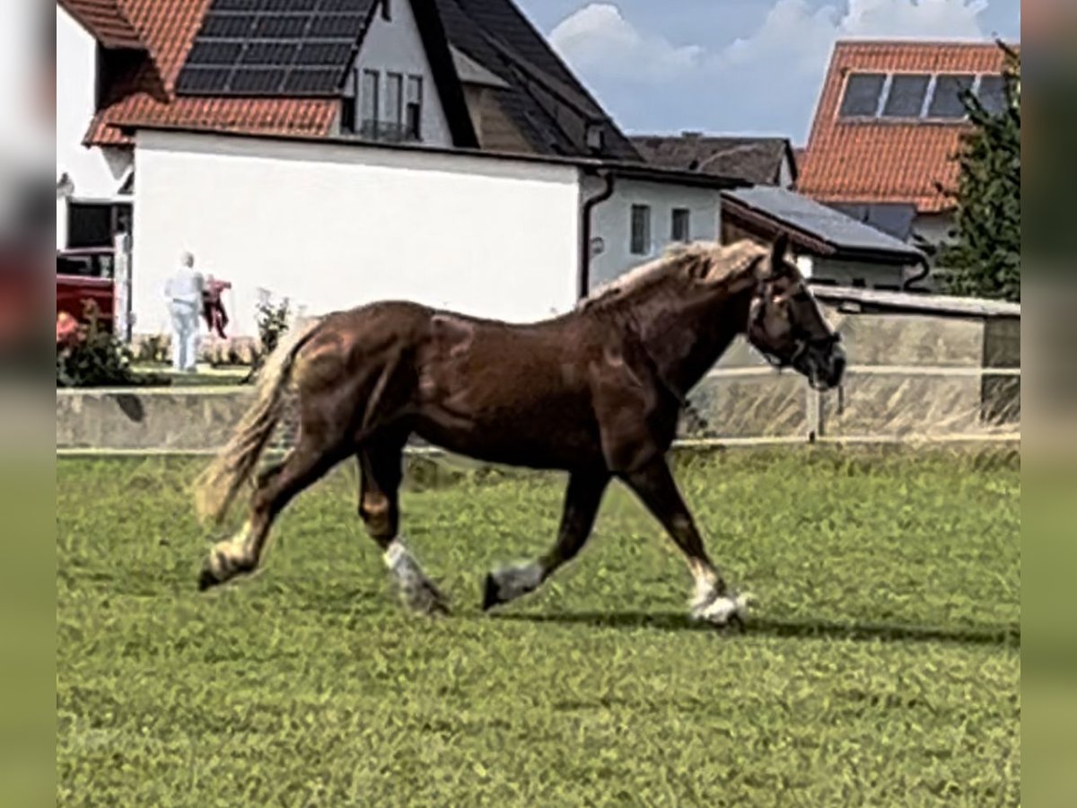 Południowoniemiecki koń zimnokrwisty Ogier 18 lat 165 cm Ciemnokasztanowata in Nabburg