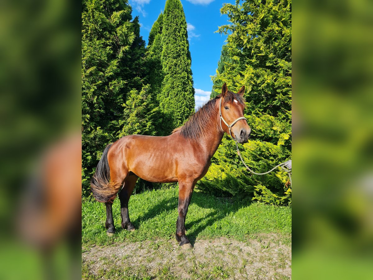 Południowoniemiecki koń zimnokrwisty Ogier 3 lat 162 cm Gniada in Wolfertschwenden