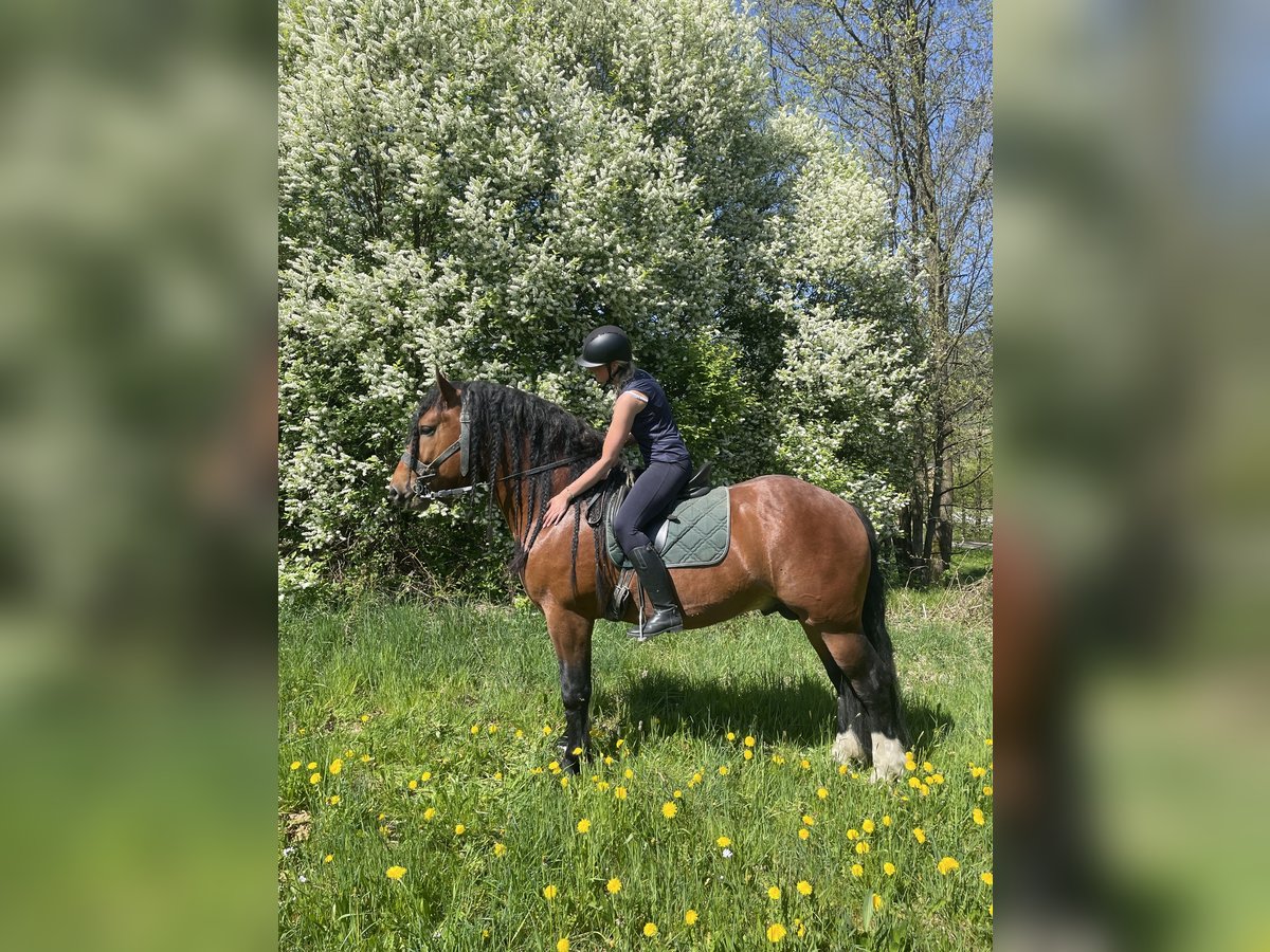 Południowoniemiecki koń zimnokrwisty Ogier 4 lat 168 cm Gniada in Hohenwarth