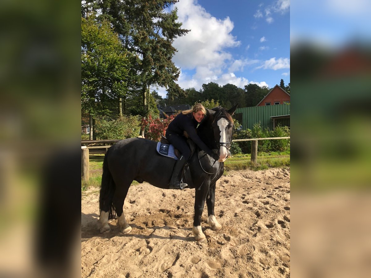 Południowoniemiecki koń zimnokrwisty Wałach 17 lat 163 cm Gniada in Tangstedt