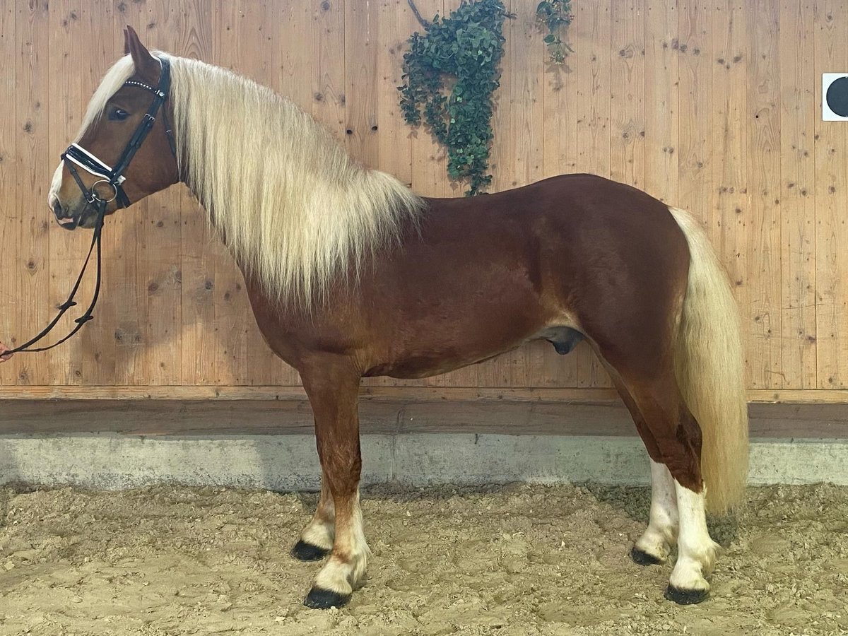 Południowoniemiecki koń zimnokrwisty Wałach 3 lat 156 cm Kasztanowata in Riedlingen