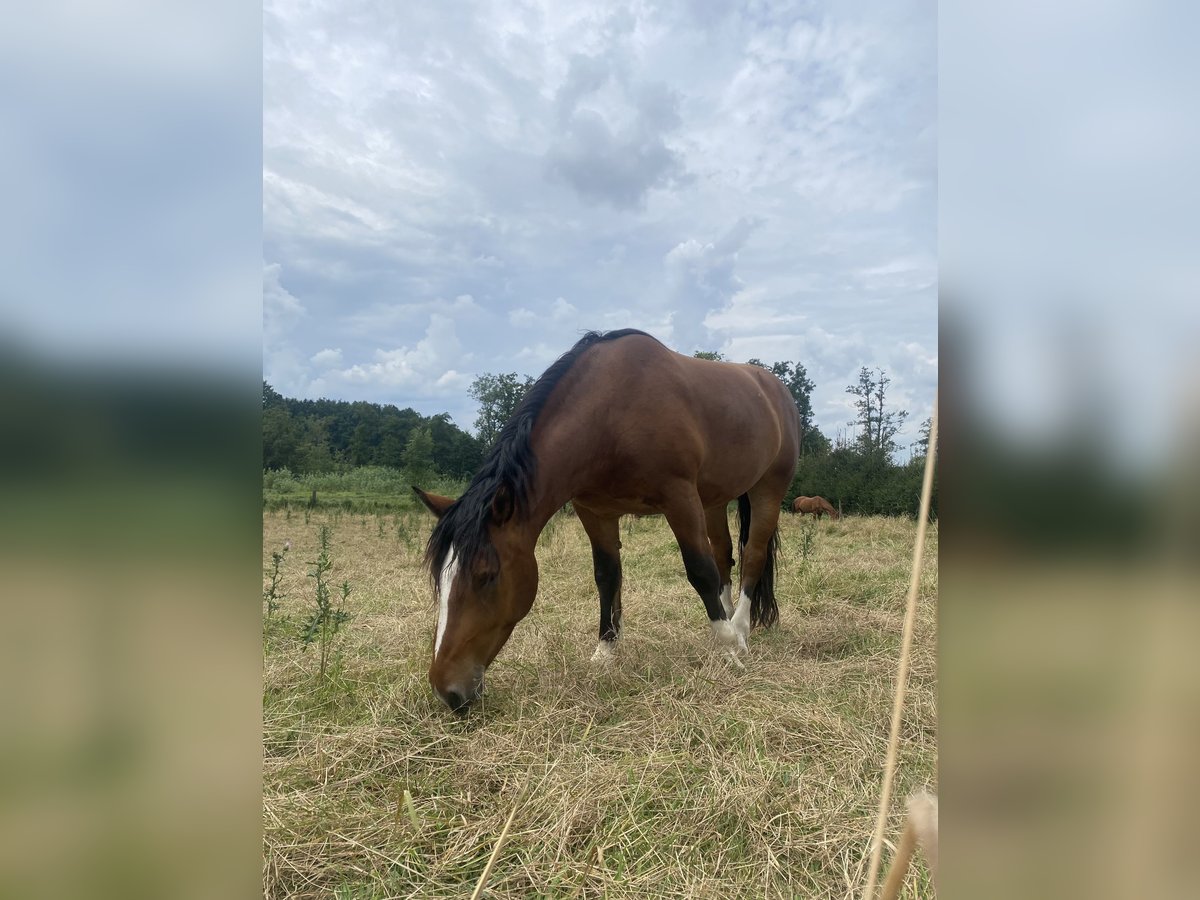 Południowoniemiecki koń zimnokrwisty Wałach 5 lat 165 cm Gniada in Aschbach