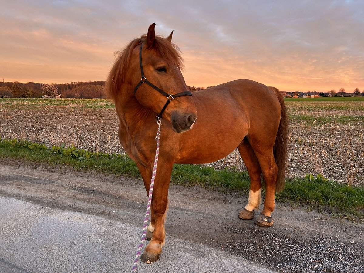 Południowoniemiecki koń zimnokrwisty Wałach 8 lat 170 cm Ciemnokasztanowata in Leverkusen