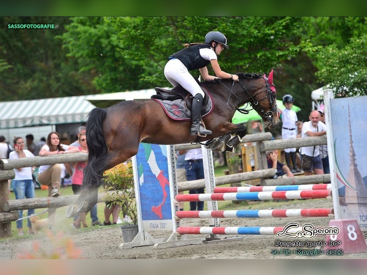 Poney classique allemand Hongre 17 Ans 148 cm Bai in Alessandria