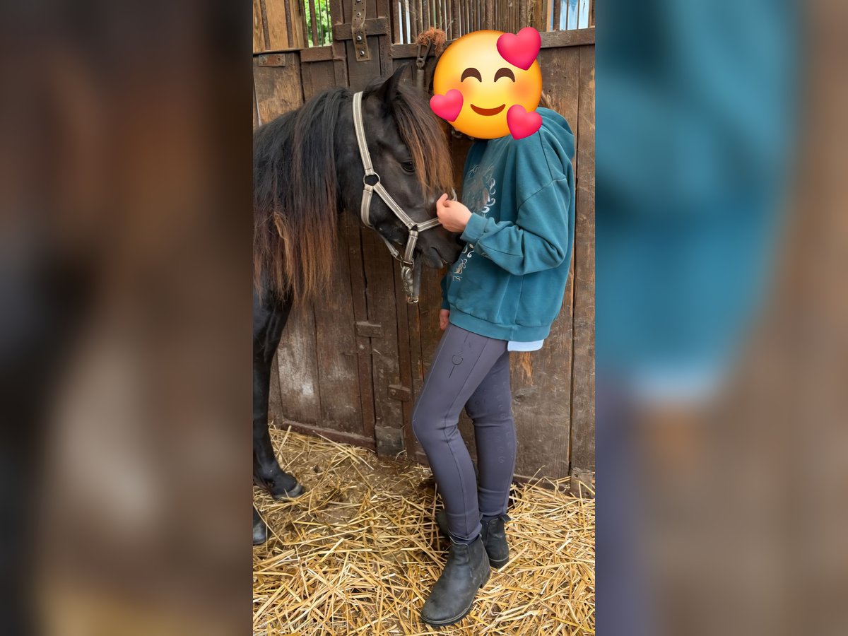 Poney classique allemand Jument 4 Ans 109 cm Bai brun foncé in Moers