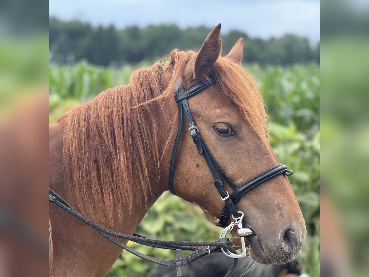 Poney classique Étalon 4 Ans 135 cm Alezan in Uttendorf
