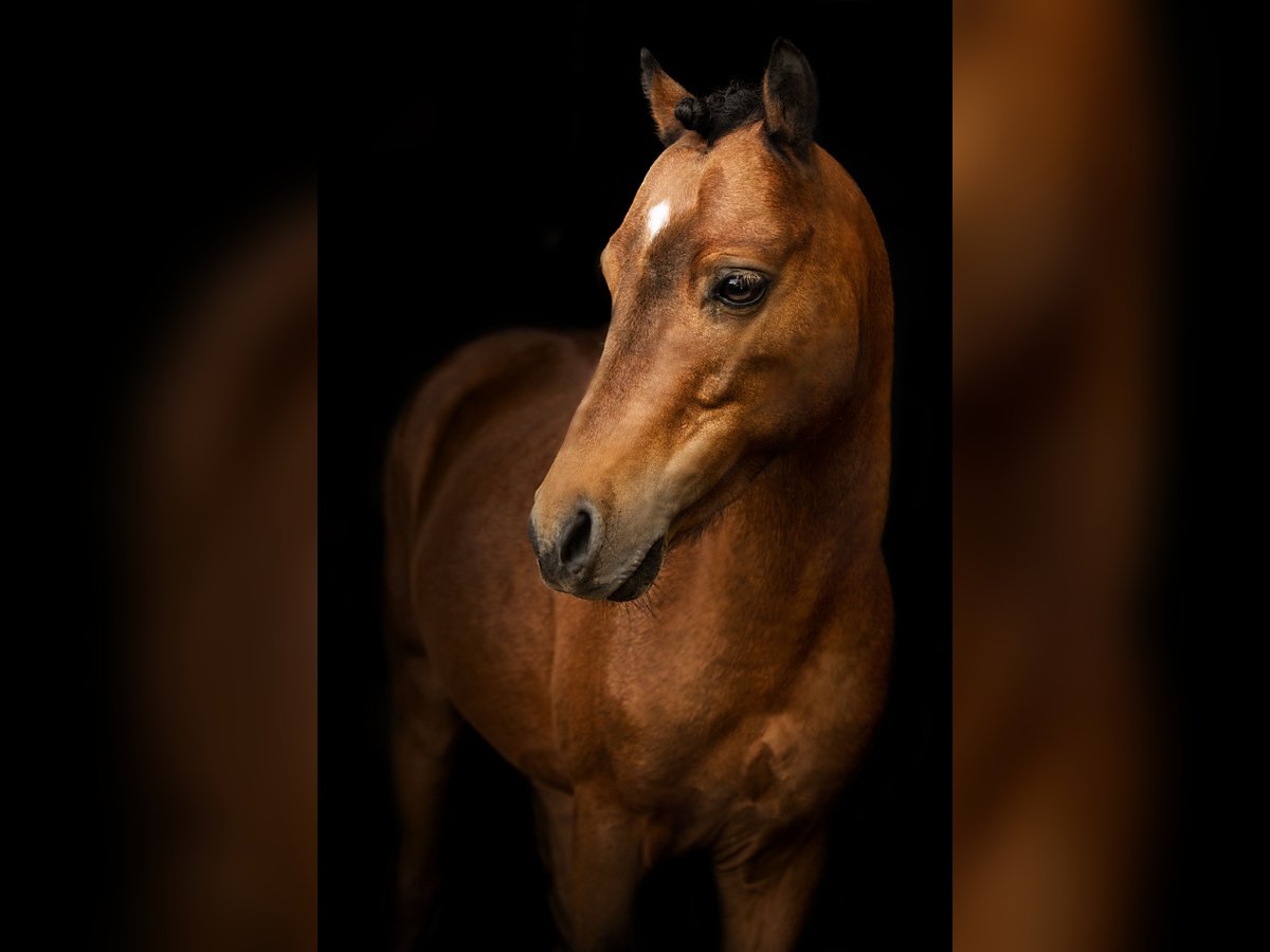 Poney classique Étalon Bai in Geroldsgrün Poney classique Étalon Bai in Geroldsgrün