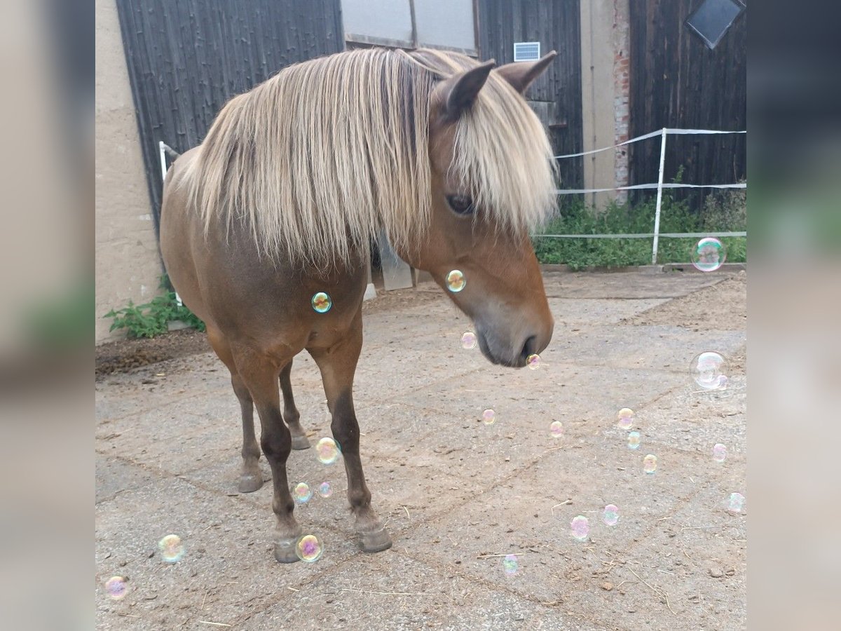 Poney classique Hongre 10 Ans 106 cm Alezan in Weigenheim