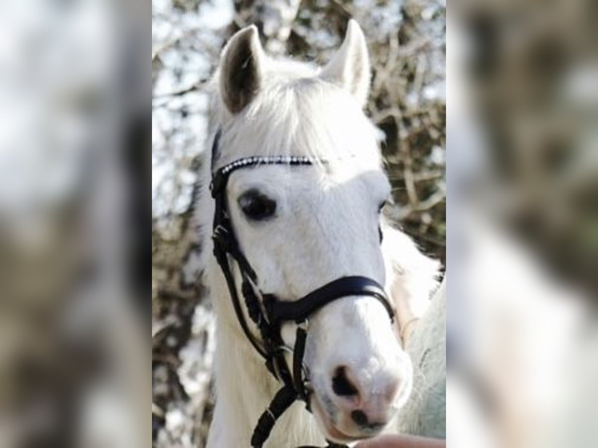 Poney classique Croisé Hongre 16 Ans 140 cm Blanc in SchwanewedeSchwanewede
