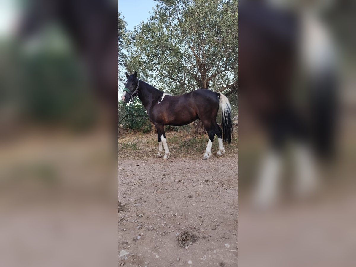 Poney classique Croisé Hongre 6 Ans 135 cm Pinto in koropi