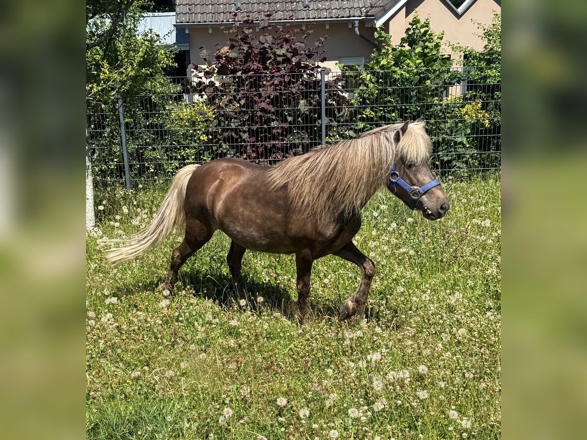 Poney classique Jument 13 Ans 106 cm Isabelle in Daleiden