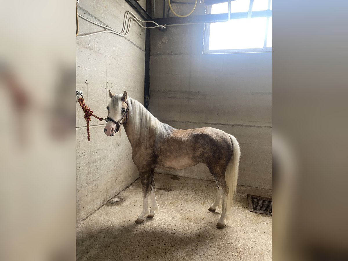 Poney classique Croisé Jument 4 Ans 115 cm Perle in Anchuelo