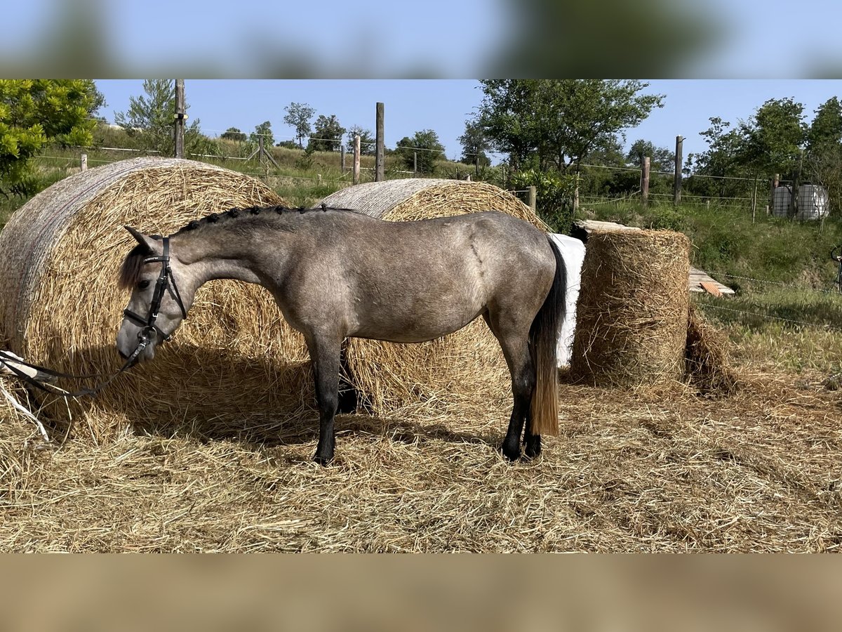 Poney classique Jument 4 Ans 125 cm Gris pommelé in La Bisbal D&#39;Emporda