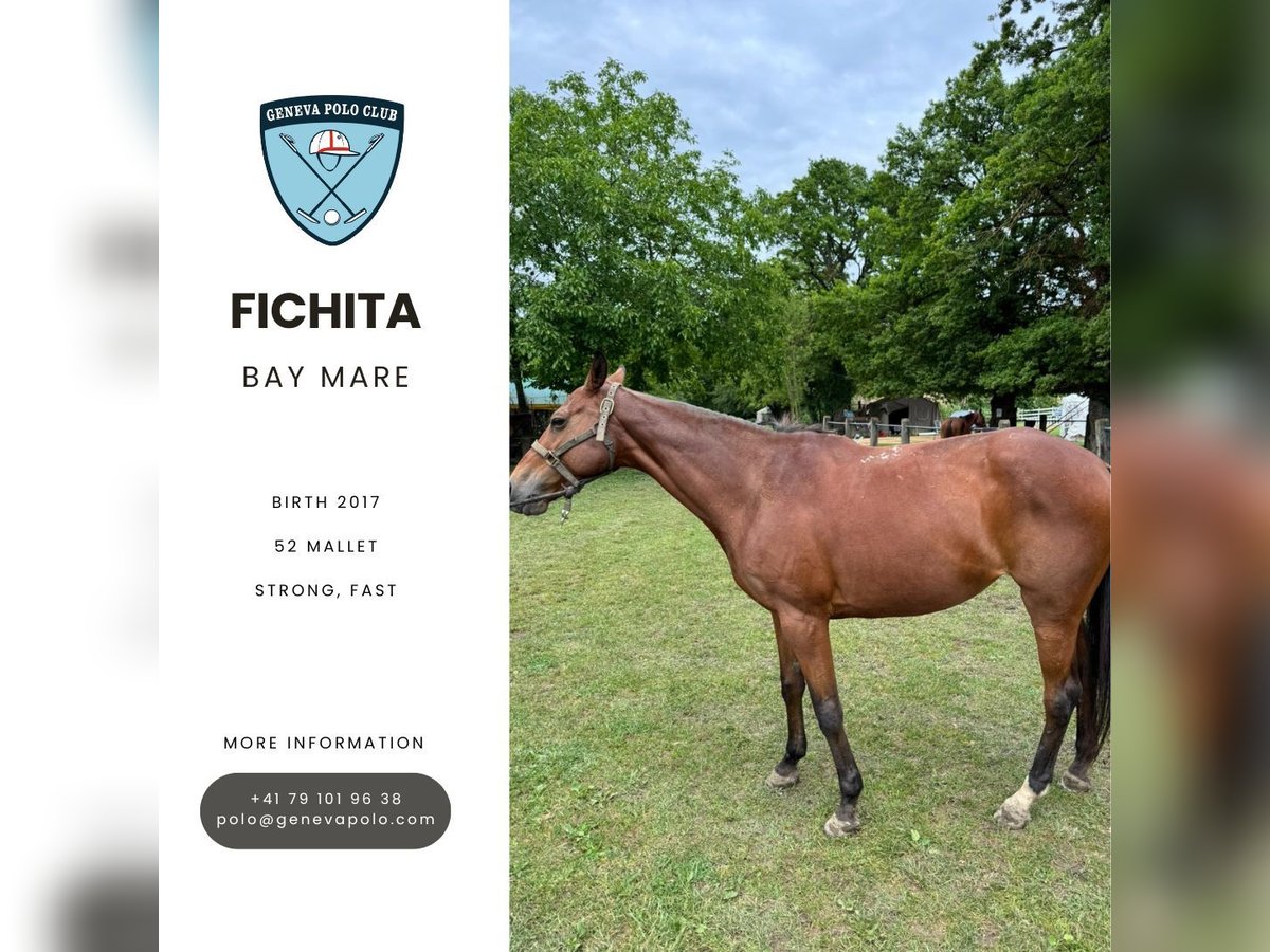 Poney classique Jument 8 Ans Bai in VEIGY-FONCENEX Poney classique Jument 8 Ans Bai in VEIGY-FONCENEX