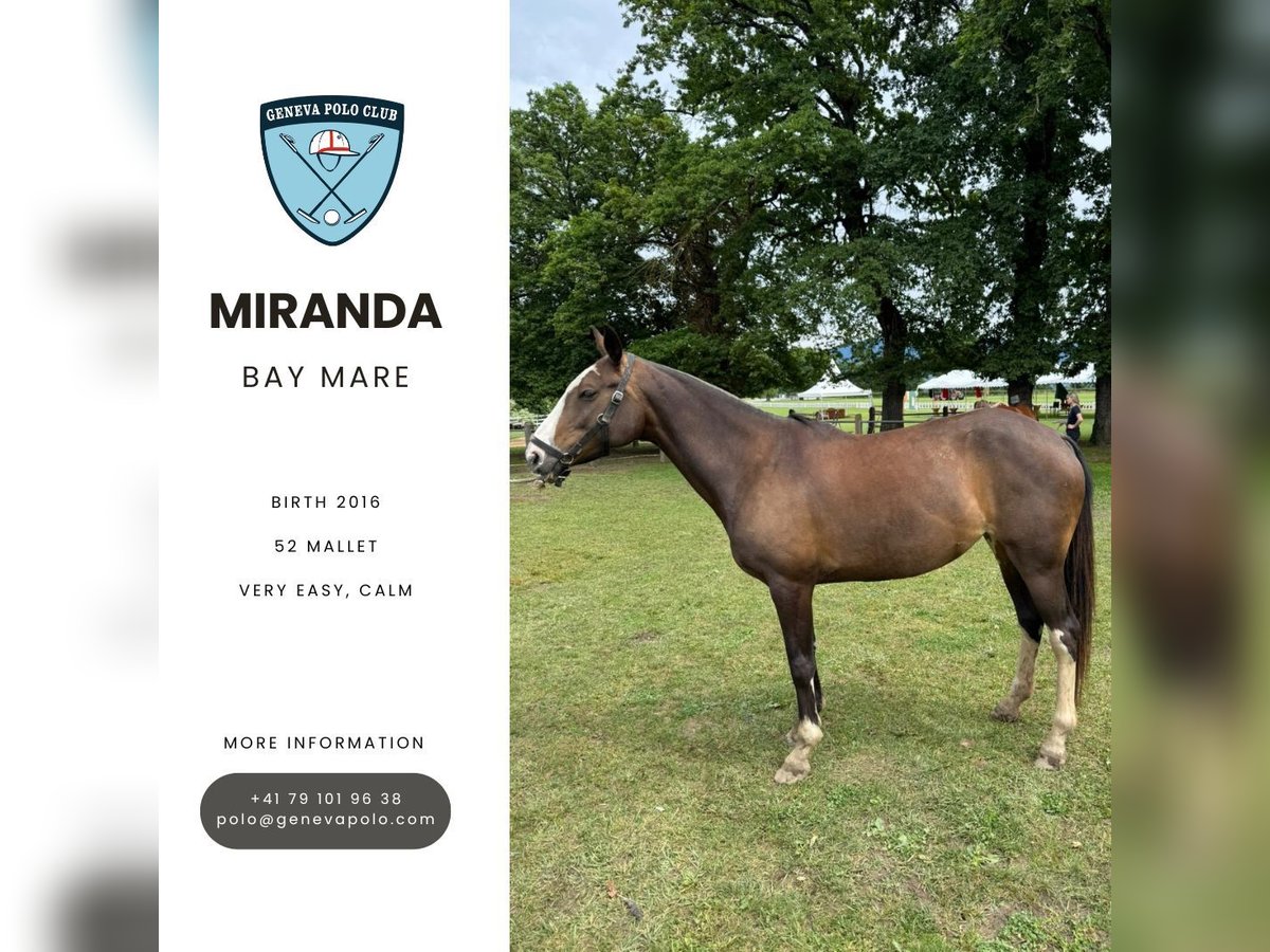 Poney classique Jument 9 Ans Bai brun foncé in VEIGY-FONCENEX Poney classique Jument 9 Ans Bai brun foncé in VEIGY-FONCENEX