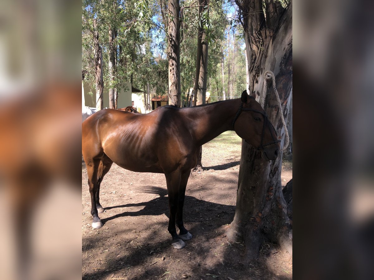 Poney de Polo Hongre 6 Ans 153 cm Bai in Ranchos