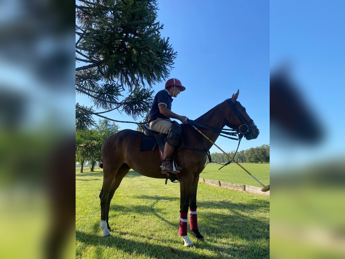 Poney de Polo Hongre 8 Ans 153 cm Bai in Ranchos