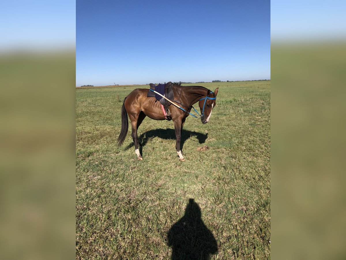 Poney de Polo Croisé Jument 6 Ans 151 cm Alezan brûlé in Las Flores Provincia de Buenos Aires