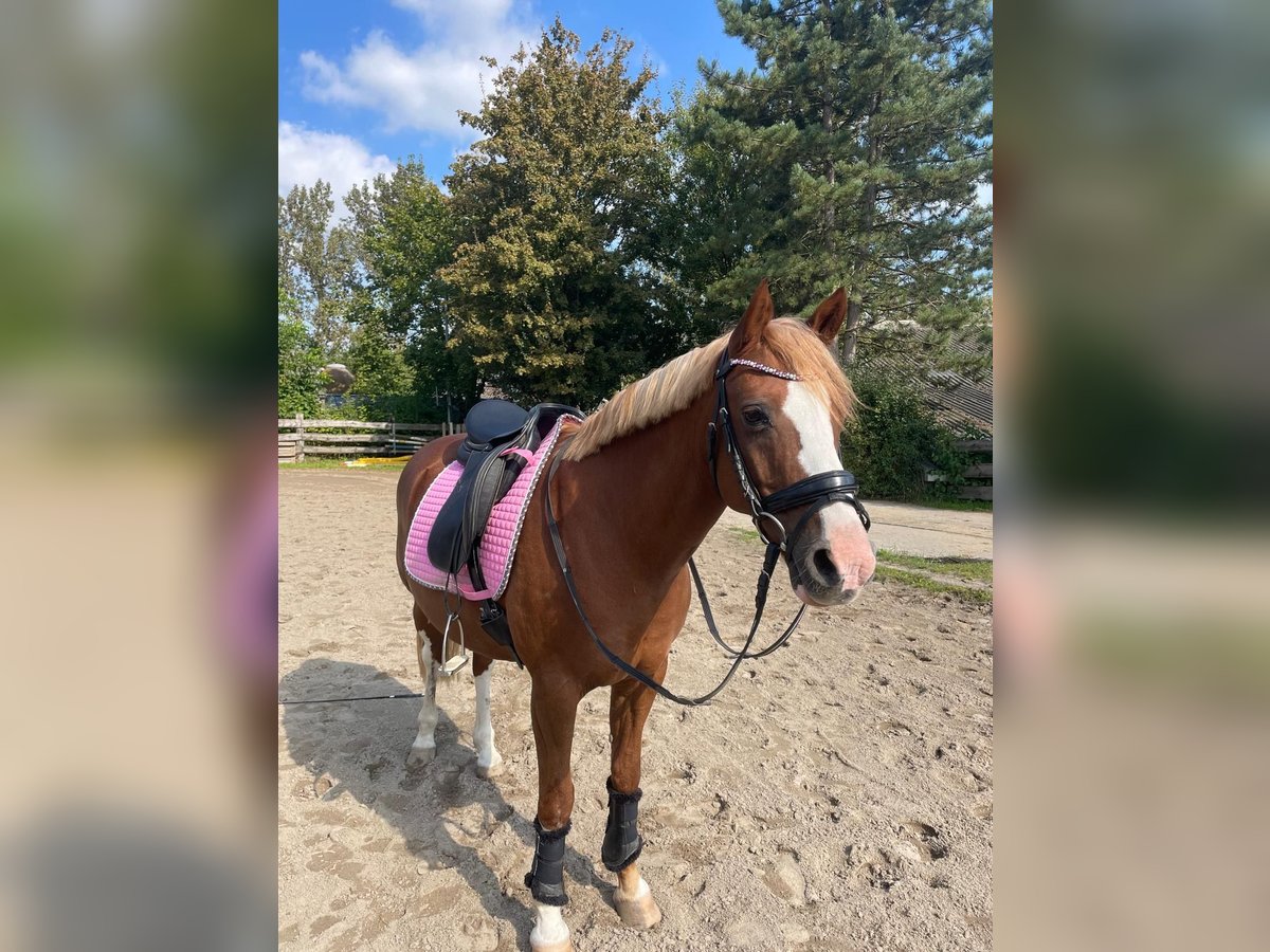 Poney de selle allemand Étalon 15 Ans 142 cm Alezan in Oberdonven
