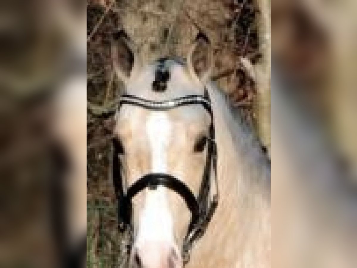 Poney de selle allemand Étalon 17 Ans 150 cm Isabelle in Brakel